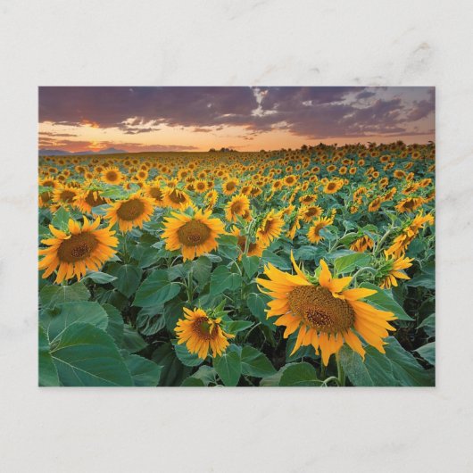 Sonnenblumenfeld in Longmont, Colorado Postkarte (Vorderseite)