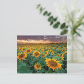 Sonnenblumenfeld in Longmont, Colorado Postkarte (Stehend Vorderseite)