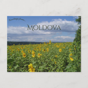 Sonnenblumenfeld in Moldawien Postkarte