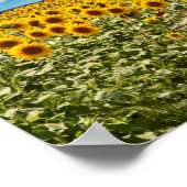 Sonnenblumenfeld in Toskana Poster (Ecke)