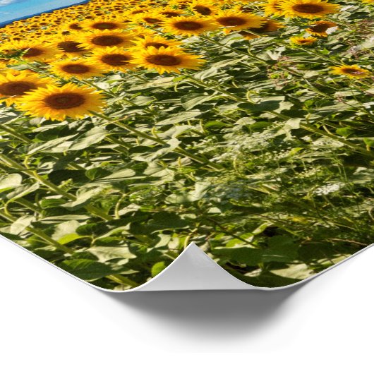 Sonnenblumenfeld in Toskana Poster (Ecke)