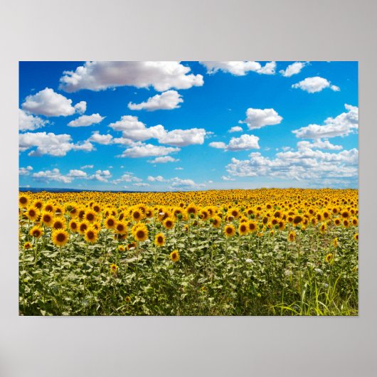 Sonnenblumenfeld in Toskana Poster (Vorne)