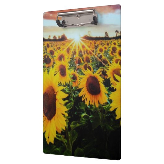 Sonnenblumenfeld Klemmbrett (Links)