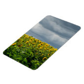 Sonnenblumenfeld. Magnet (Linke Seite)