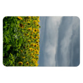 Sonnenblumenfeld. Magnet (Horizontal)
