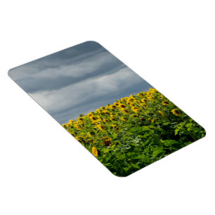 Sonnenblumenfeld. Magnet