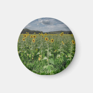 "Sonnenblumenfeld" Magnet