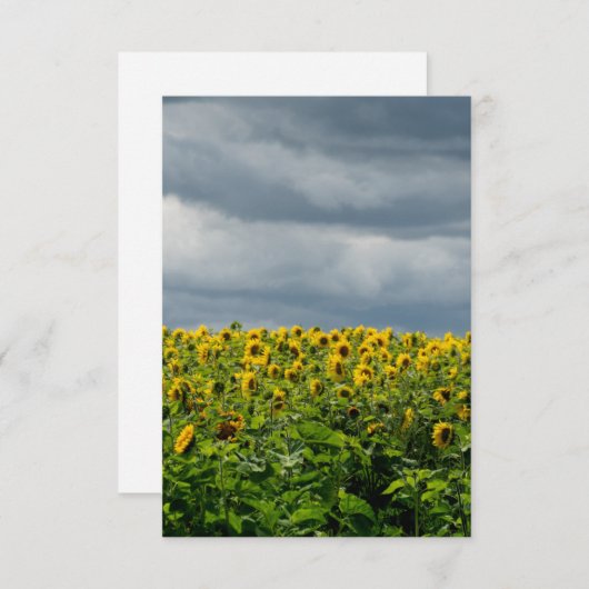 Sonnenblumenfeld. Magnet (Vorne/Hinten)