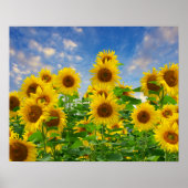 Sonnenblumenfeld mit Blumen Poster (Vorne)