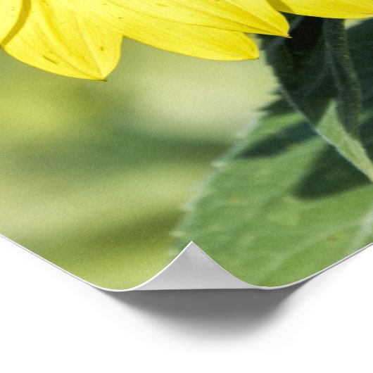 Sonnenblumenfeld mit Butterfly-Poster Poster (Ecke)