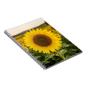Sonnenblumenfeld Notizblock (Rechte Seite)