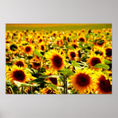Sonnenblumenfeld Poster (Vorne)
