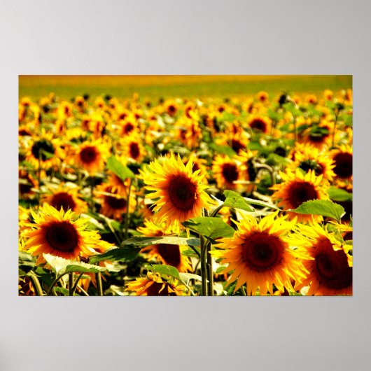 Sonnenblumenfeld Poster (Vorne)