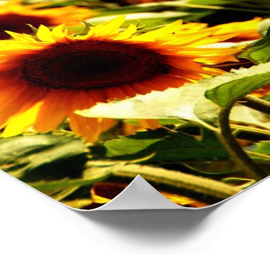 Sonnenblumenfeld Poster (Ecke)