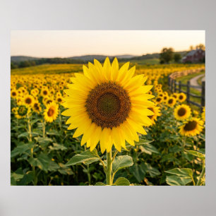 Sonnenblumenfeld Poster
