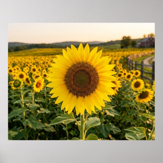 Sonnenblumenfeld Poster (Vorne)