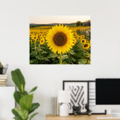 Sonnenblumenfeld Poster (Heimbüro)