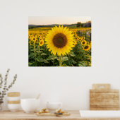 Sonnenblumenfeld Poster (Küche)