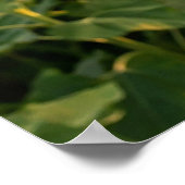 Sonnenblumenfeld Poster (Ecke)