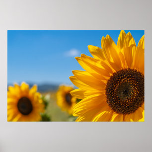Sonnenblumenfeld Poster