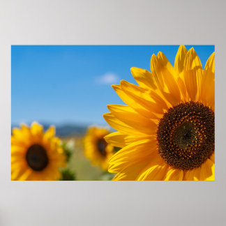 Sonnenblumenfeld Poster