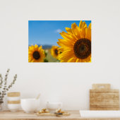 Sonnenblumenfeld Poster (Küche)