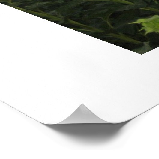 Sonnenblumenfeld Poster (Ecke)