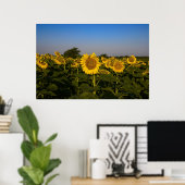 Sonnenblumenfeld Poster (Heimbüro)