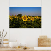 Sonnenblumenfeld Poster (Küche)