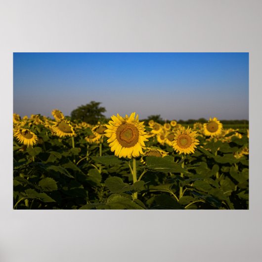 Sonnenblumenfeld Poster (Vorne)