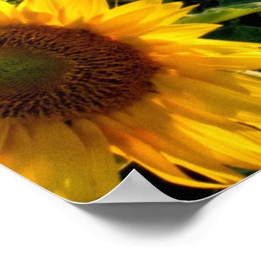 Sonnenblumenfeld Poster (Ecke)