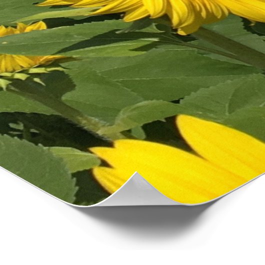 Sonnenblumenfeld Poster (Ecke)
