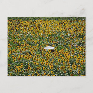 Sonnenblumenfeld Postkarte