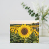 Sonnenblumenfeld Postkarte (Stehend Vorderseite)