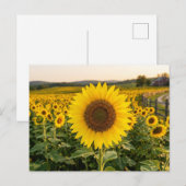 Sonnenblumenfeld Postkarte (Vorne/Hinten)