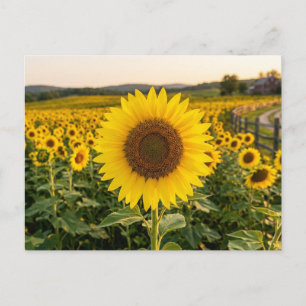 Sonnenblumenfeld Postkarte