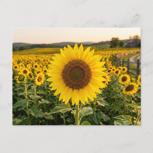 Sonnenblumenfeld Postkarte (Vorderseite)