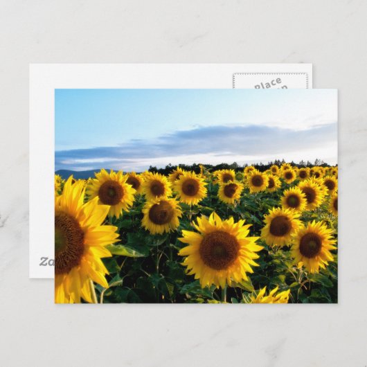 Sonnenblumenfeld Postkarte (Vorne/Hinten)