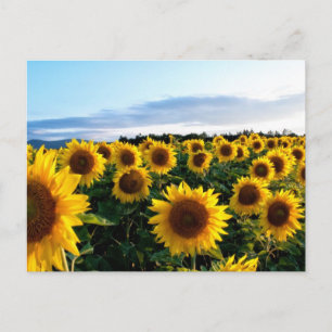 Sonnenblumenfeld Postkarte