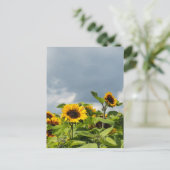 Sonnenblumenfeld Postkarte (Stehend Vorderseite)