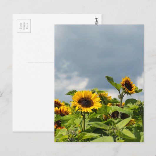 Sonnenblumenfeld Postkarte (Vorne/Hinten)