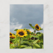 Sonnenblumenfeld Postkarte (Vorderseite)