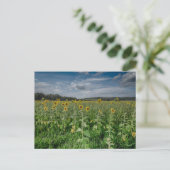 "Sonnenblumenfeld" Postkarte (Stehend Vorderseite)