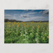 "Sonnenblumenfeld" Postkarte (Vorderseite)