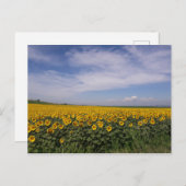 Sonnenblumenfeld Postkarte (Vorne/Hinten)