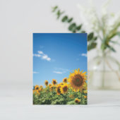 Sonnenblumenfeld Postkarte (Stehend Vorderseite)