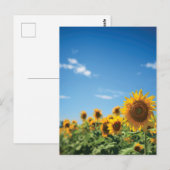 Sonnenblumenfeld Postkarte (Vorne/Hinten)