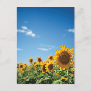 Sonnenblumenfeld Postkarte