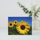 Sonnenblumenfeld Postkarte (Stehend Vorderseite)