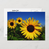 Sonnenblumenfeld Postkarte (Vorne/Hinten)